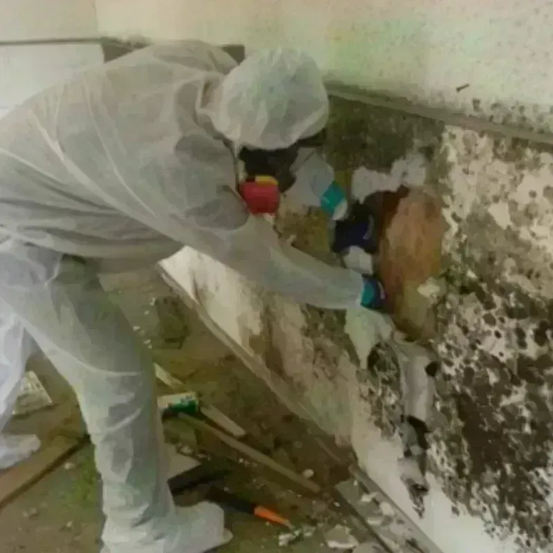 Mold Remediation and Removal in North English, IA